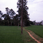 Landschap met rijstvelden in de Mekong Delta