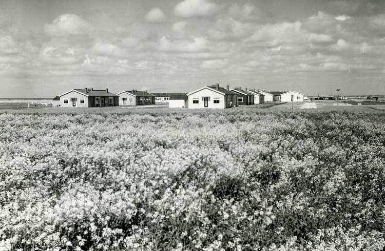 De montagewoningen bij het arbeiderskamp van Swifterbant, 1962. Op de voorgrond bloeiend koolzaad.