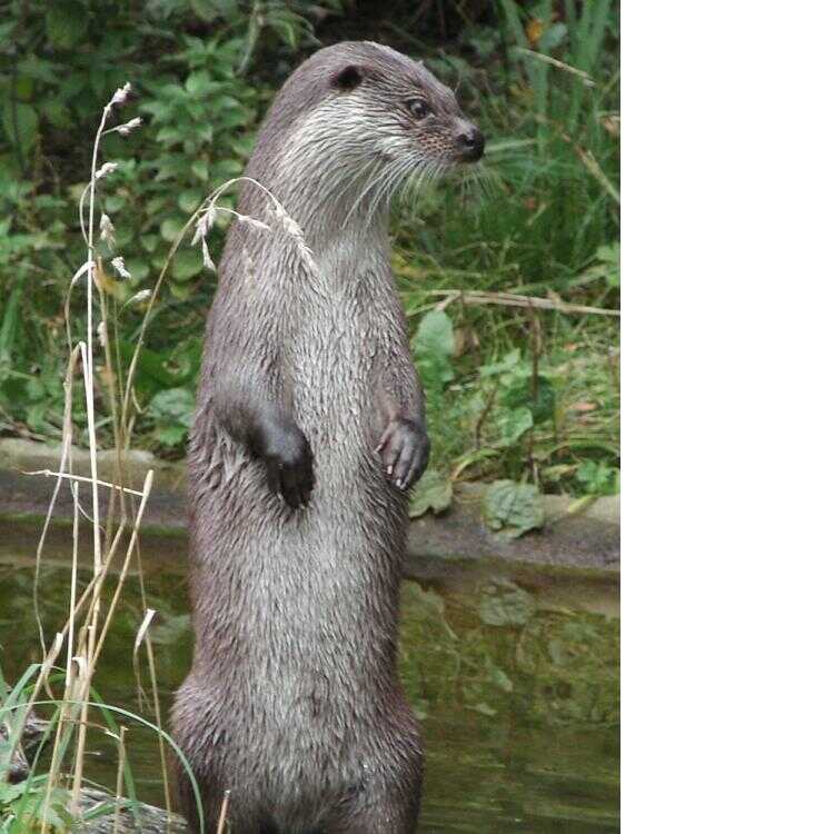 Otter