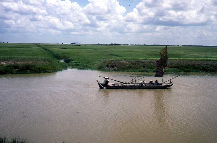 Landscape with rice fields in the Mekong Delta 