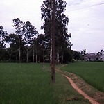 Landscape with rice fields in the Mekong Delta