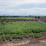 Cultivation of sugar cane in the RUT Irrigation District