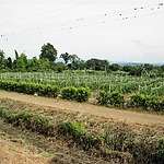 Horticulture in the RUT Irrigation District