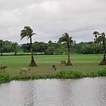 Rice polder in Bangladesh