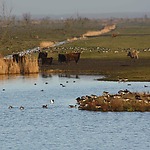 Nature reserve Oostvaardersplassen, seen from Almere