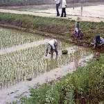 Transplanting rice seedlings in a polder