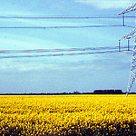 Rapeseed field during the development of Southern Flevoland