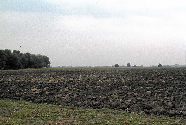 Landscape in Pardina Polder