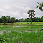 Landscape in Polder 43-2A