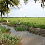 With good water management, an excellent rice harvest is possible in the Indonesian coastal lowlands