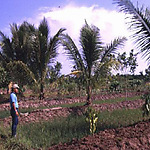 Growing rice in the low areas and coconuts on the ridges