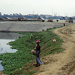 Raising the level by a project developer on the inside of the ring dike.