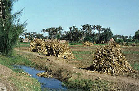 Landscape in the Nile Delta.