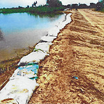 Dike along the Logone River