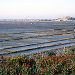 View of the upper part of the Taegye do polder under construction