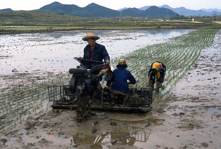 Transplanting rice in one of the coastal areas of North Korea.