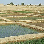 Irrigated rice in the inland delta of the Niger River