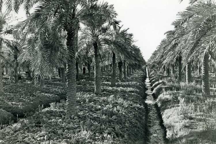 Field canals in a polder with palm trees 