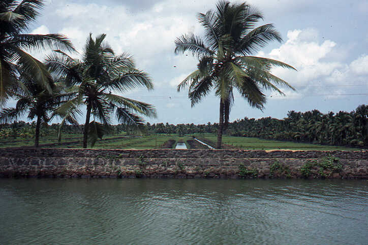 Polder landscape in Kuttanad 