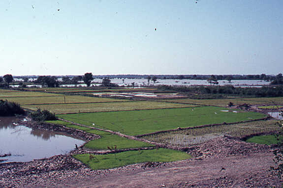 Rice fields in a lowland area of Cambodia